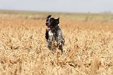 SETTER ANGLAIS 130
